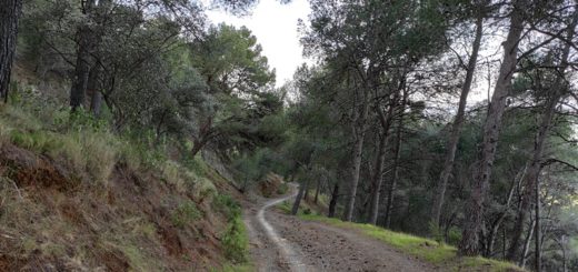 Pista-Forestal-Sendero-Montes-Malaga