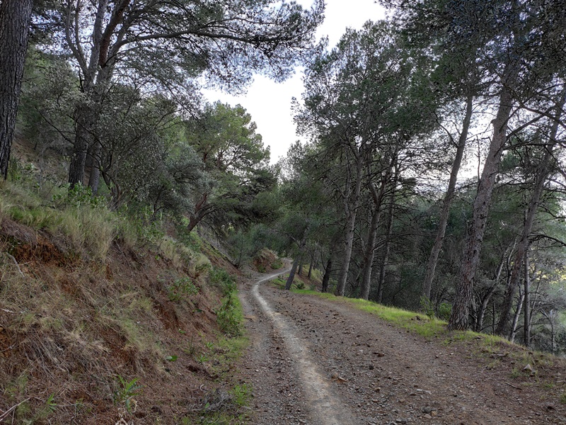 Pista-Forestal-Sendero-Montes-Malaga