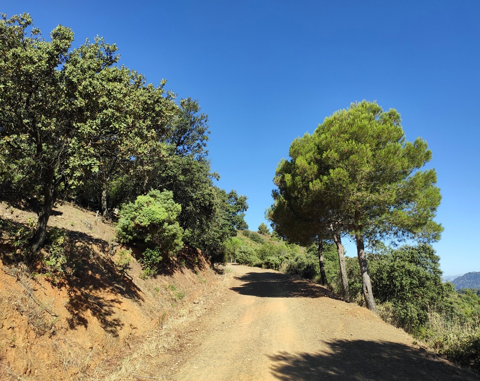 Pista-Forestal-Mirador-Cochino-Malaga