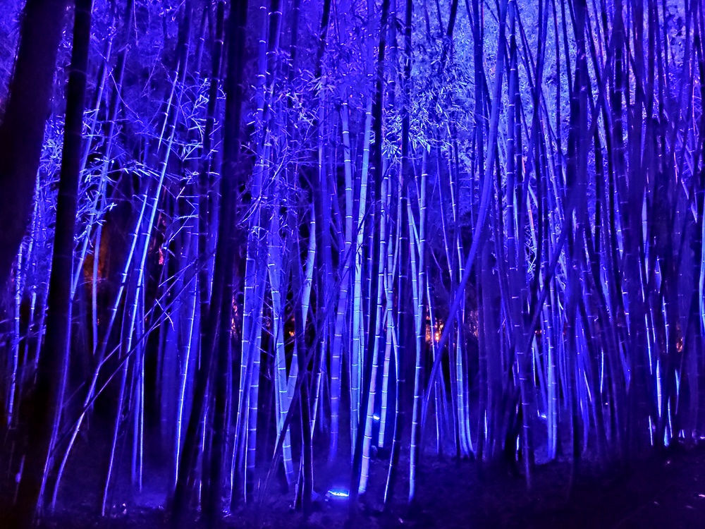 Bambú-azul-luces-del-botanico-malaga