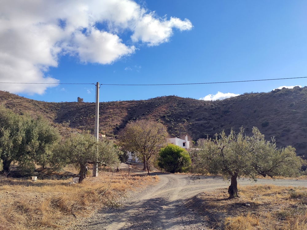 Olivos-ruta-cerro-tio-cañas