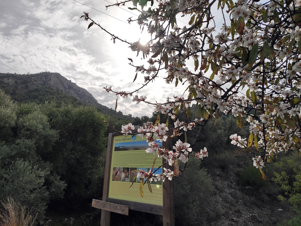 Sendero-Jabalcuza-Almendros