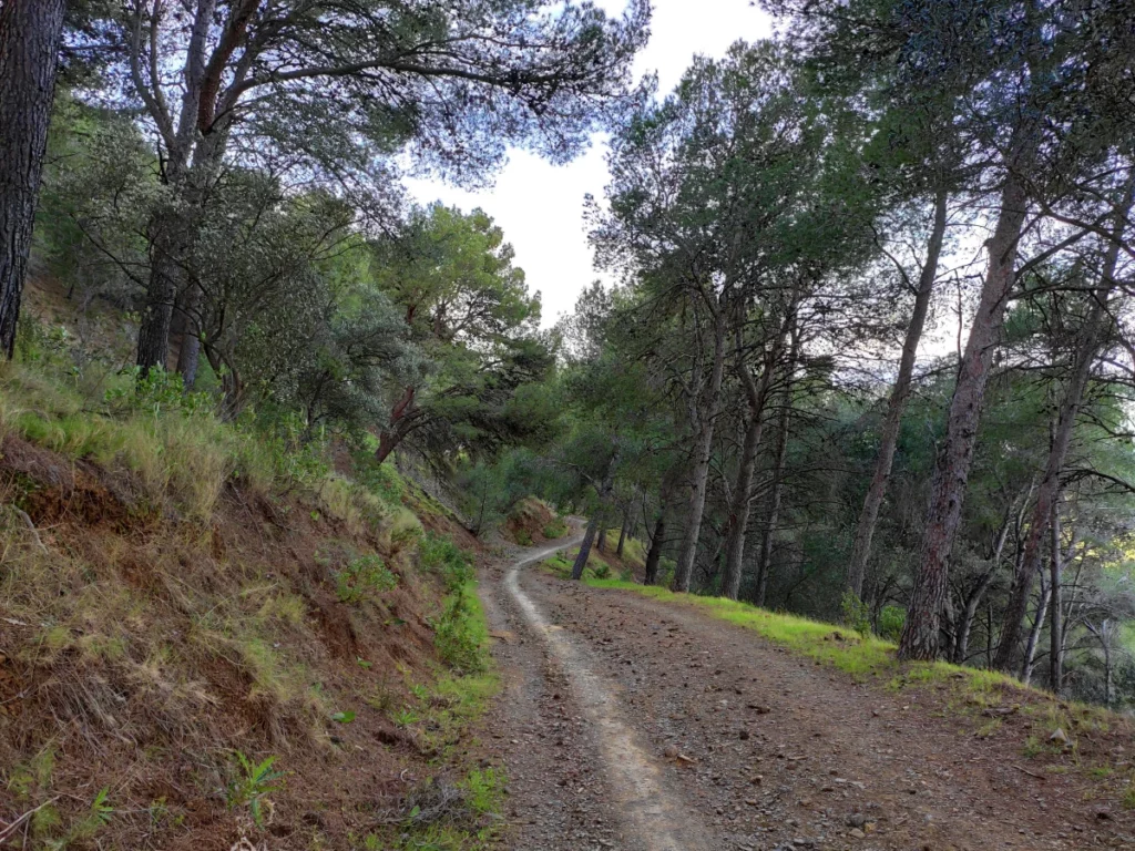 Pista-Forestal-Montes-Malaga-Hiking-in-Malaga