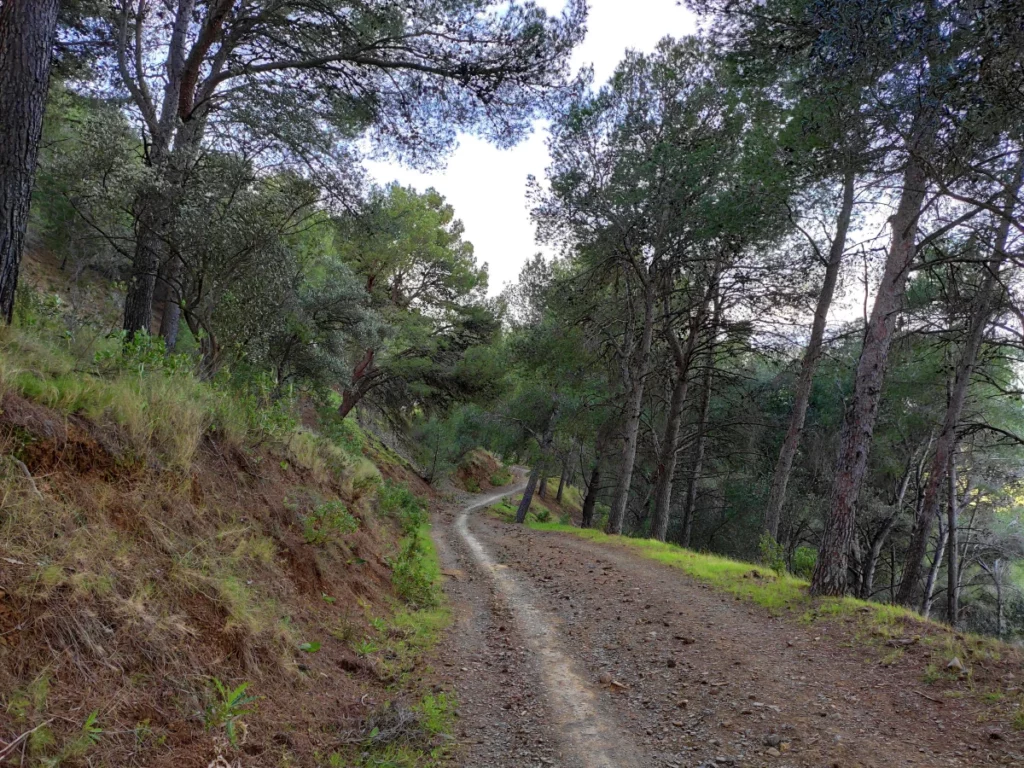 Pista-Forestal-Montes-Malaga-Senderismo-en-Málaga